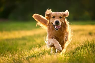 How To Find A Pet Insurance Plan? | pet insurance | Blog Post